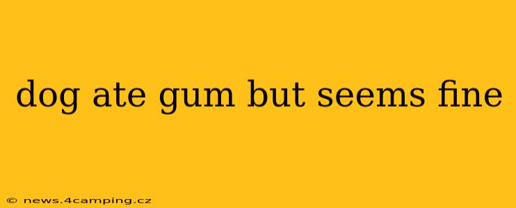 dog ate gum but seems fine