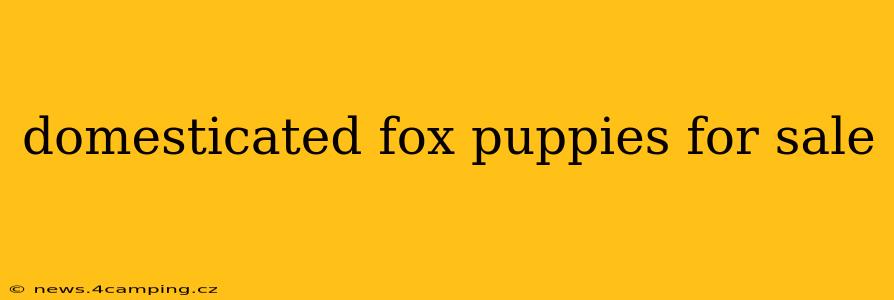 domesticated fox puppies for sale