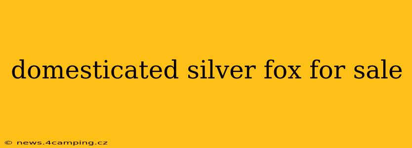 domesticated silver fox for sale
