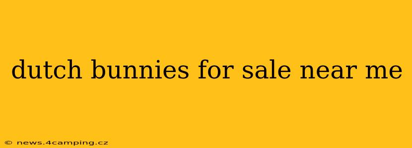 dutch bunnies for sale near me