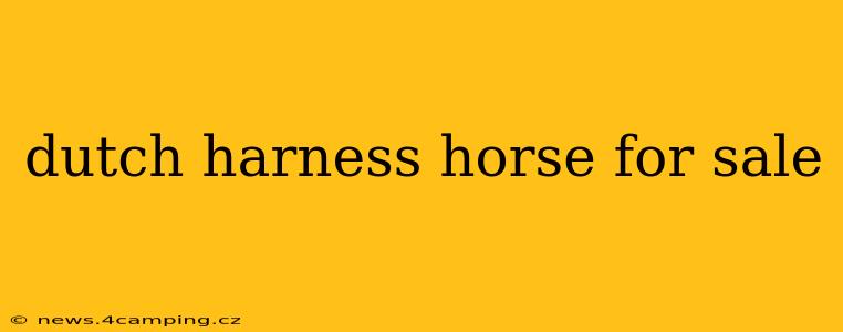 dutch harness horse for sale