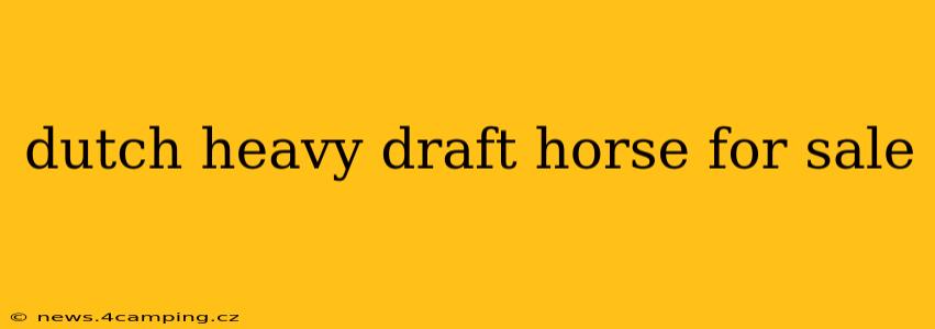 dutch heavy draft horse for sale