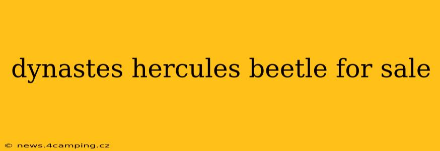 dynastes hercules beetle for sale