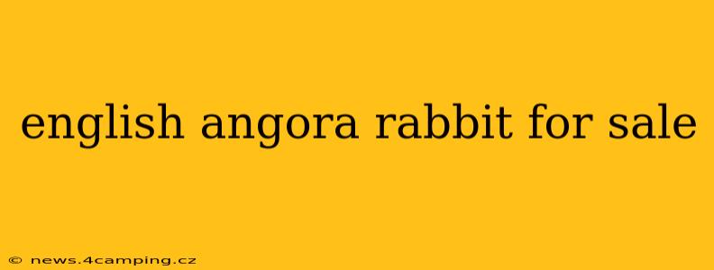 english angora rabbit for sale