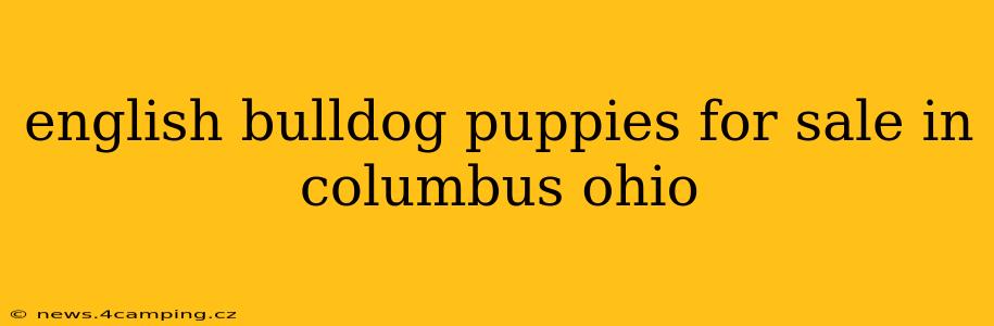 english bulldog puppies for sale in columbus ohio
