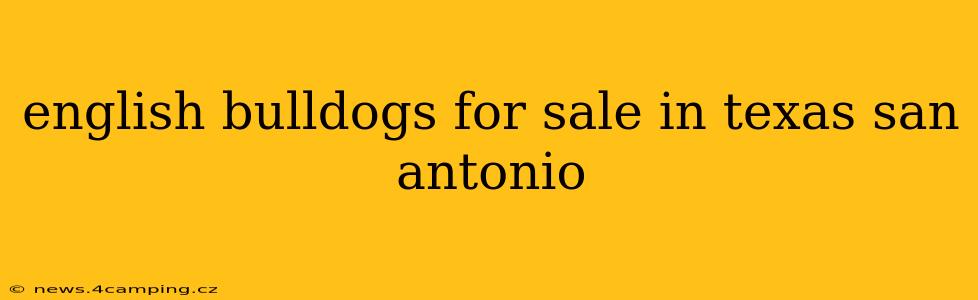 english bulldogs for sale in texas san antonio