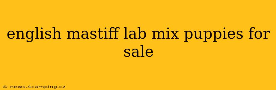 english mastiff lab mix puppies for sale