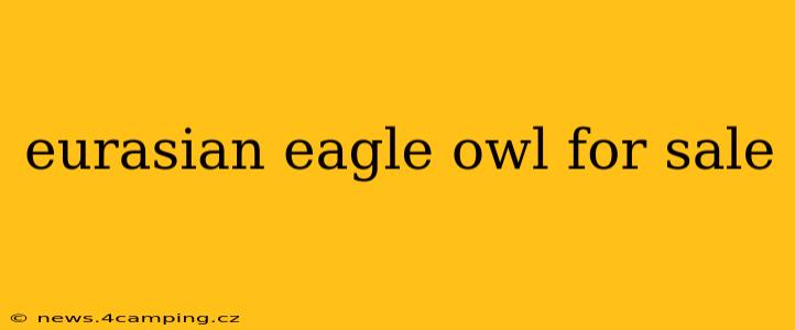 eurasian eagle owl for sale