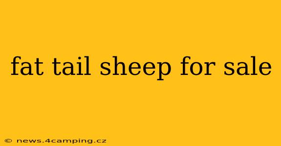 fat tail sheep for sale