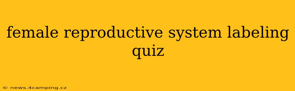 female reproductive system labeling quiz