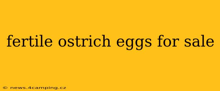 fertile ostrich eggs for sale
