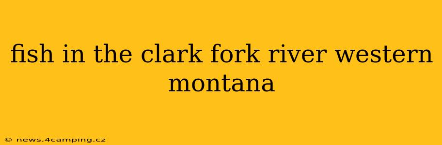 fish in the clark fork river western montana