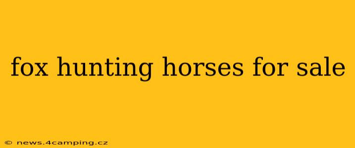 fox hunting horses for sale