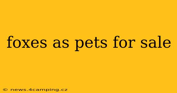 foxes as pets for sale