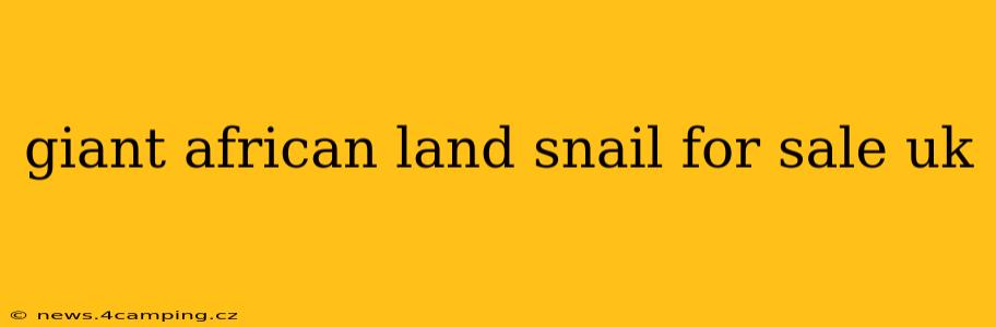 giant african land snail for sale uk