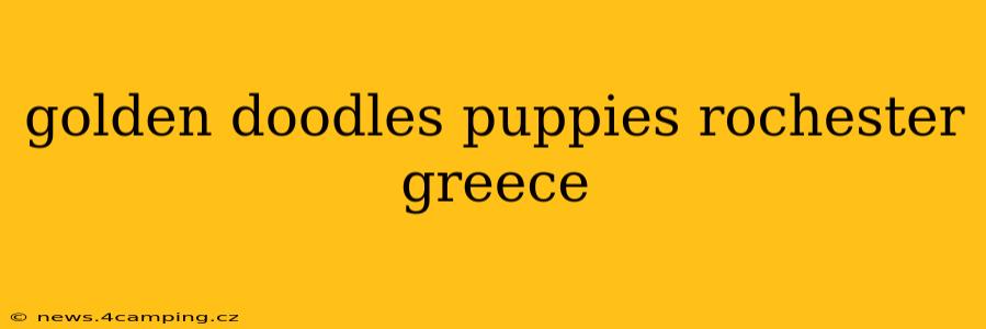 golden doodles puppies rochester greece