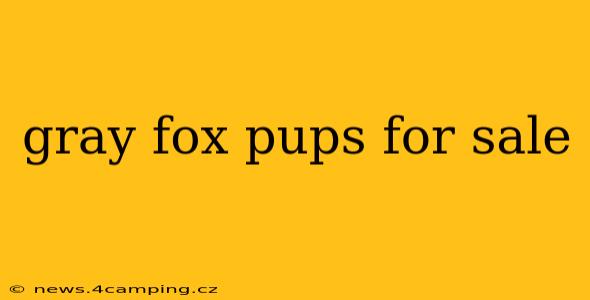 gray fox pups for sale