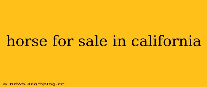 horse for sale in california