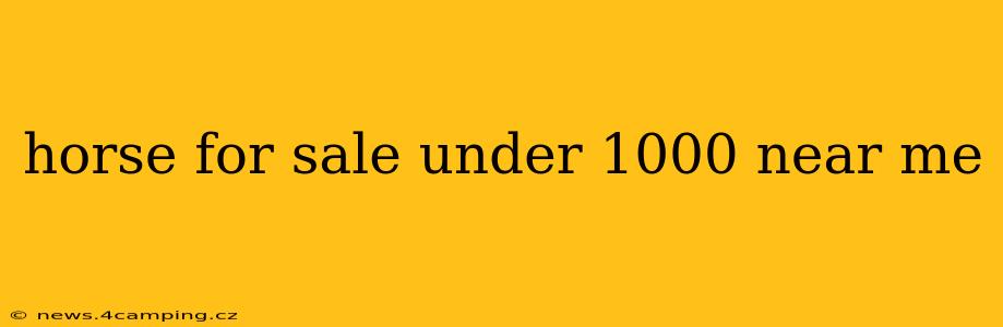 horse for sale under 1000 near me