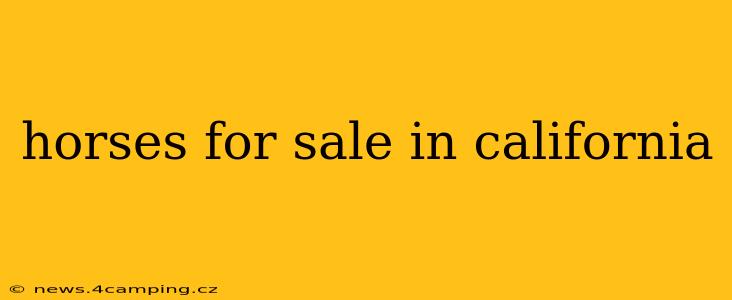 horses for sale in california