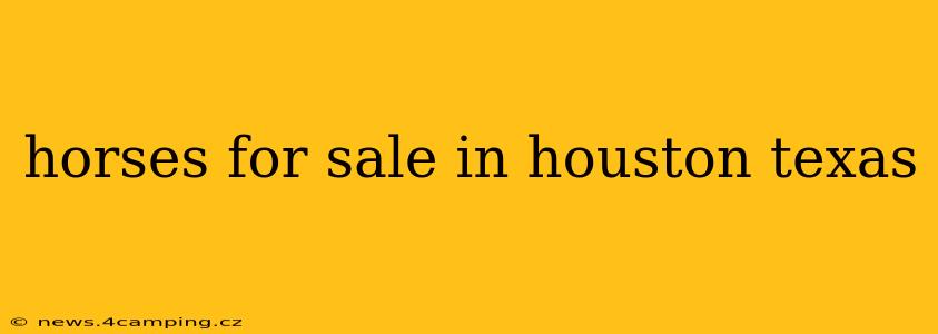 horses for sale in houston texas