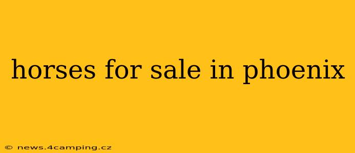 horses for sale in phoenix