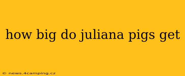 how big do juliana pigs get