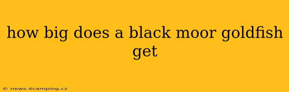 how big does a black moor goldfish get