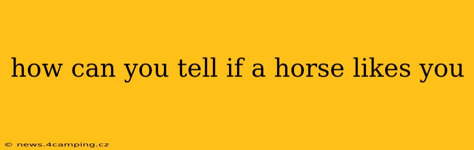 how can you tell if a horse likes you