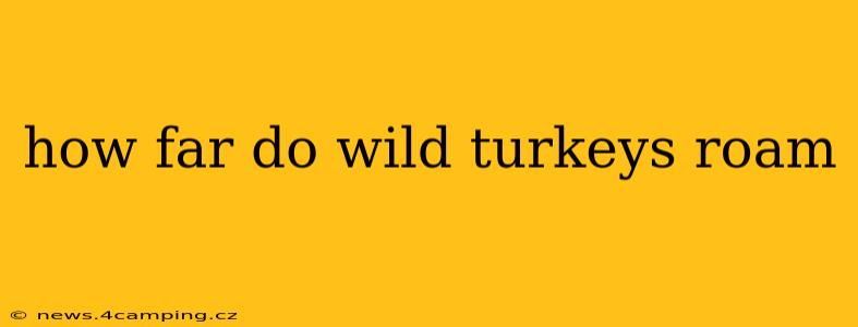 how far do wild turkeys roam