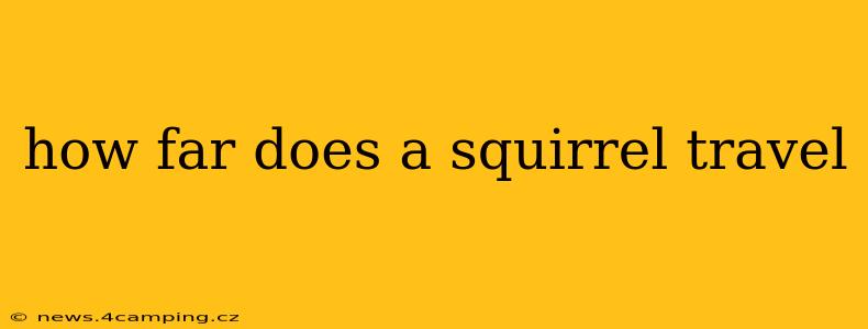how far does a squirrel travel