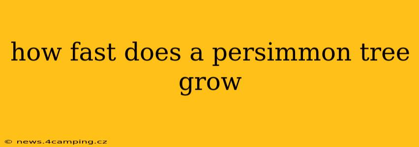 how fast does a persimmon tree grow