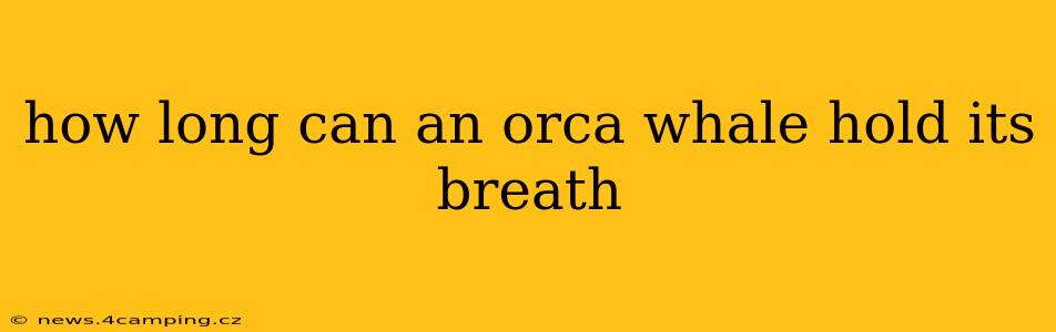 how long can an orca whale hold its breath