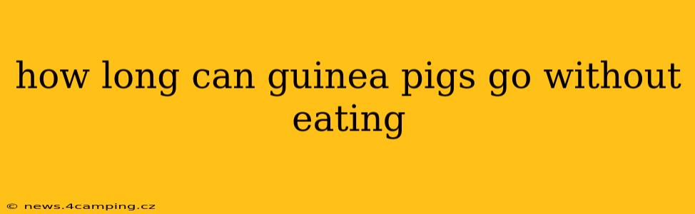 how long can guinea pigs go without eating