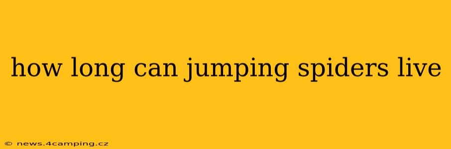 how long can jumping spiders live