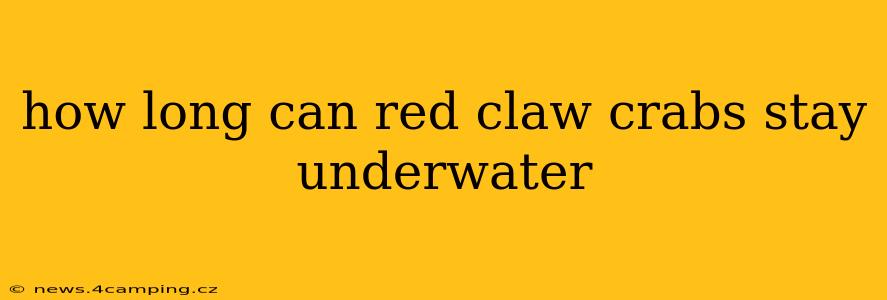 how long can red claw crabs stay underwater