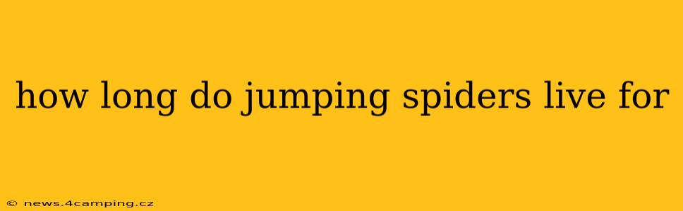how long do jumping spiders live for