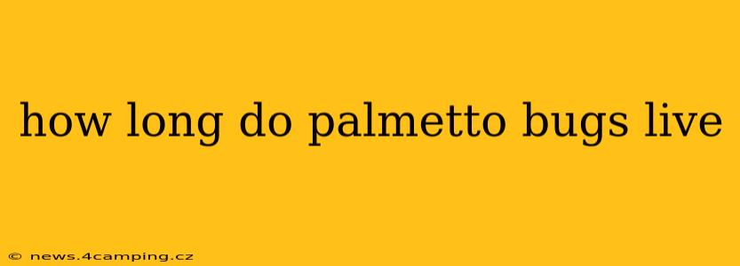 how long do palmetto bugs live