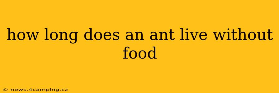 how long does an ant live without food