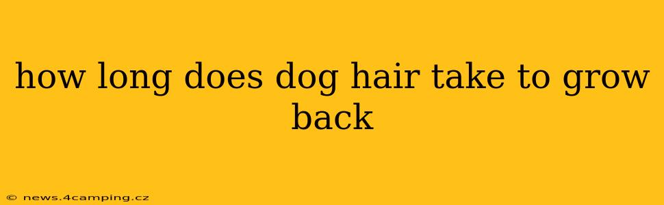how long does dog hair take to grow back