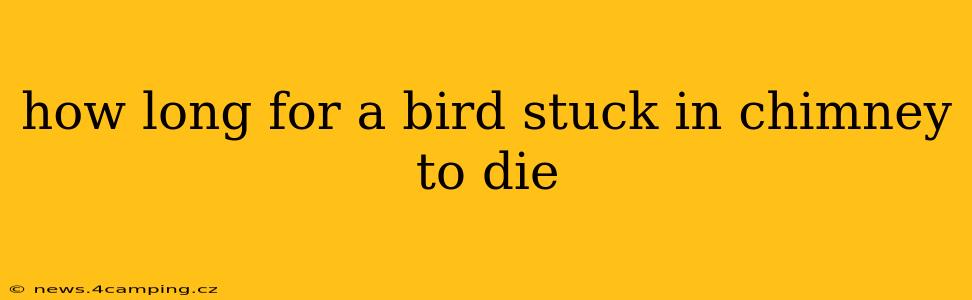 how long for a bird stuck in chimney to die