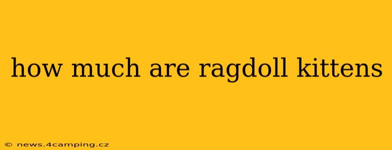 how much are ragdoll kittens