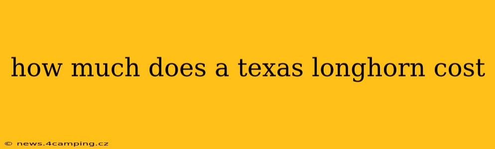 how much does a texas longhorn cost