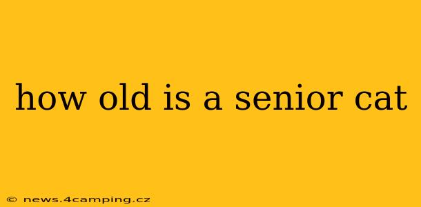 how old is a senior cat