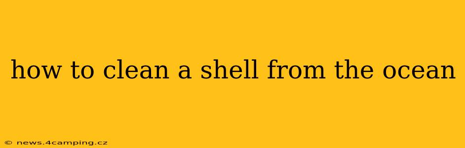 how to clean a shell from the ocean
