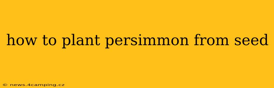 how to plant persimmon from seed