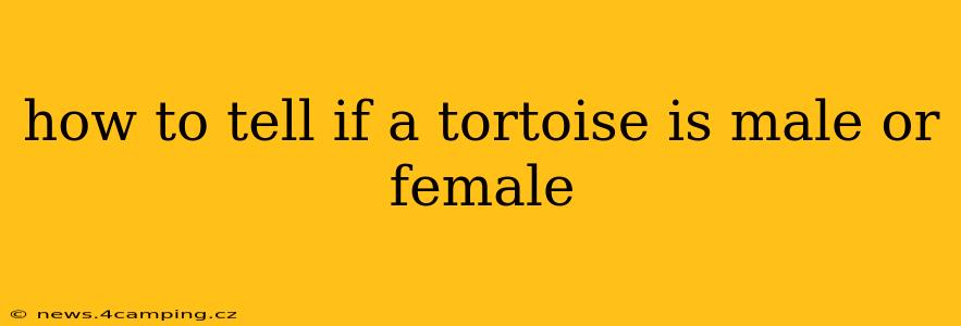 how to tell if a tortoise is male or female