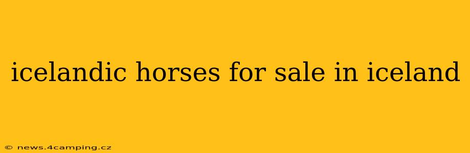 icelandic horses for sale in iceland