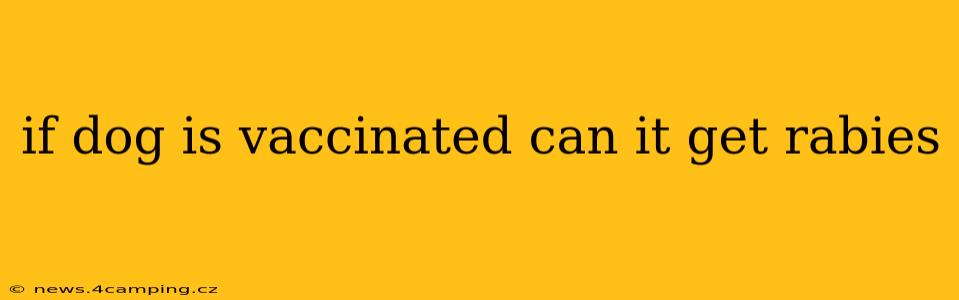 if dog is vaccinated can it get rabies