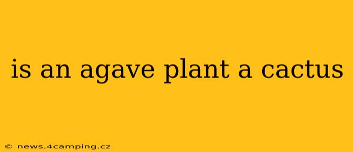 is an agave plant a cactus